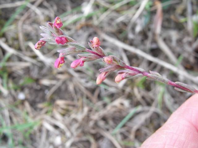 Odontites rigidifolius / Perlina siciliana